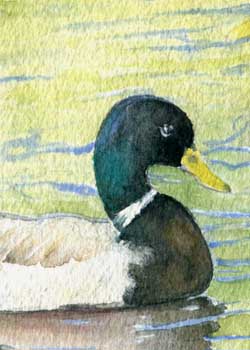 "Mallard Duck" by Jean Tupper, McFarland WI - Watercolor